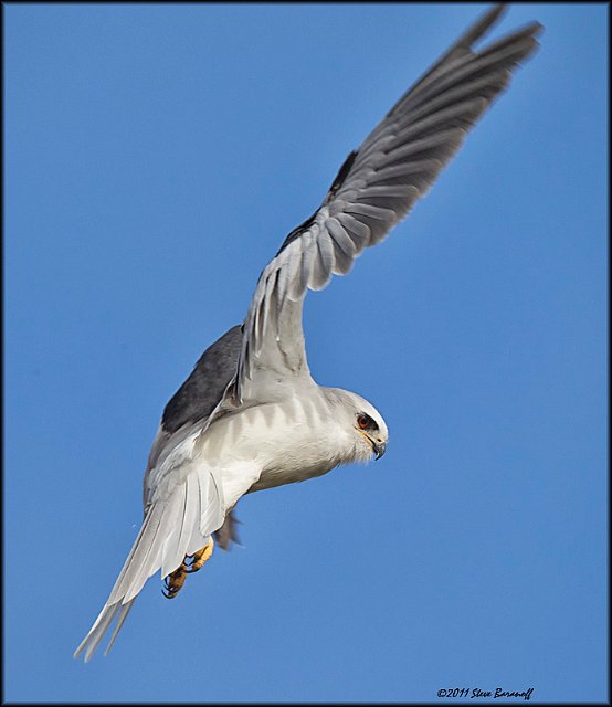 _1SB9810 white-tailed kite.jpg